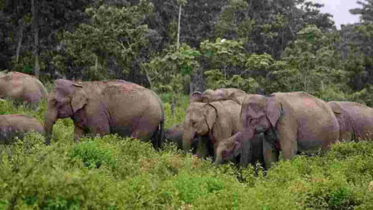 Chennai: నీలగిరుల్లో అడవి ఏనుగుల సంచారం..