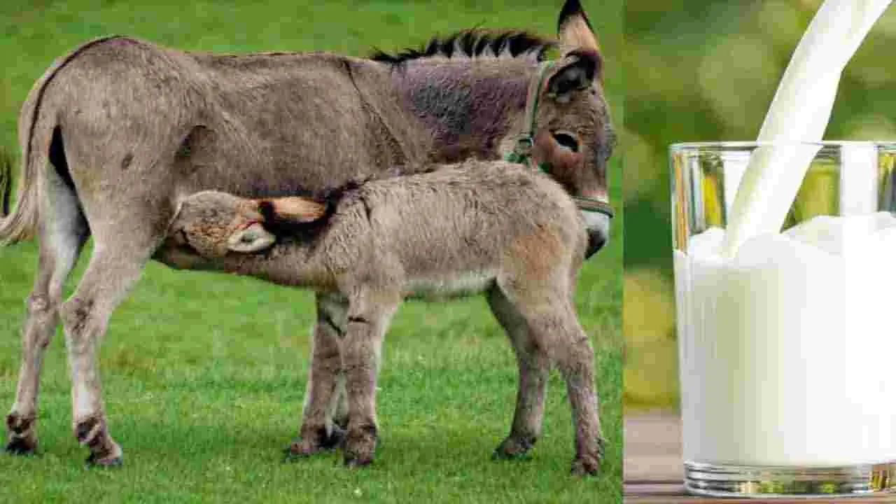 Donkey milk: గాడిద పాల కేంద్రం సీజ్‌..