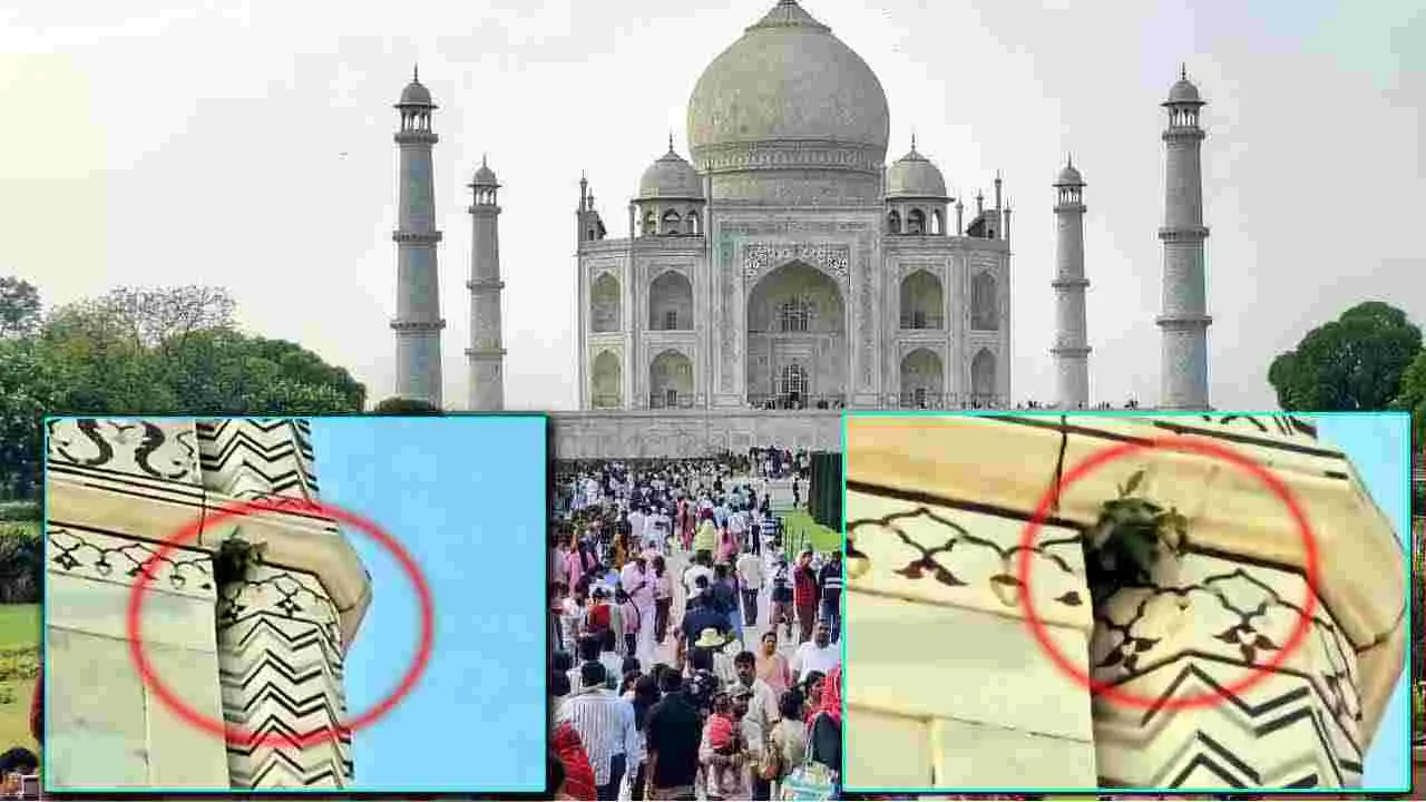 Taj Mahal: తాజ్‌మహల్‌పై పిచ్చి మొక్కలు.. ప్రమాదంలో వారసత్వ కట్టడం!