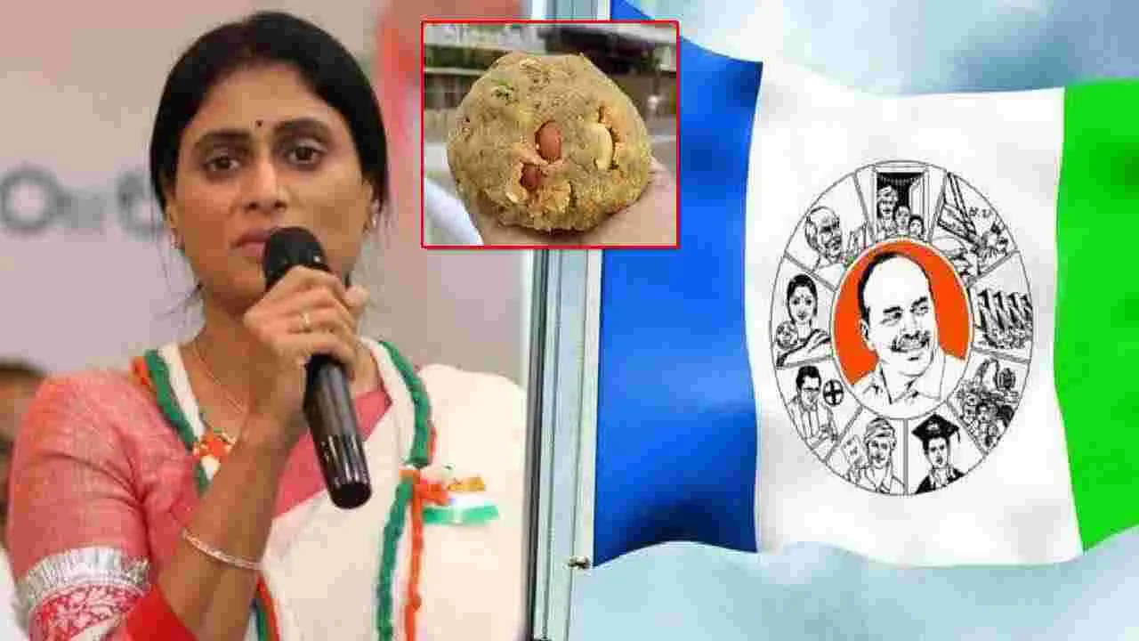 YS Sharmila: తిరుమల కల్తీ లడ్డూపై షర్మిల వ్యాఖ్యల్లో అర్ధమేంటి.. వైసీపీని సమర్థిస్తున్నట్టా లేక..