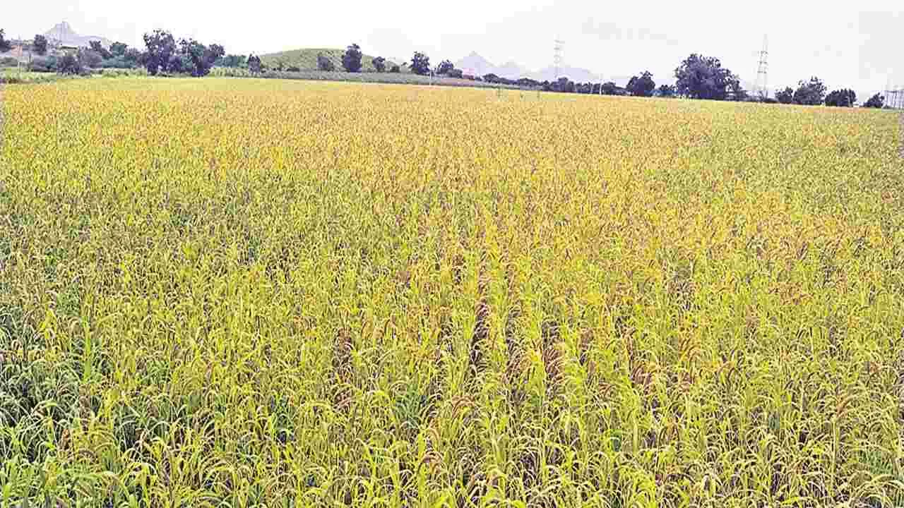 Alternative crops : పంట పండింది 