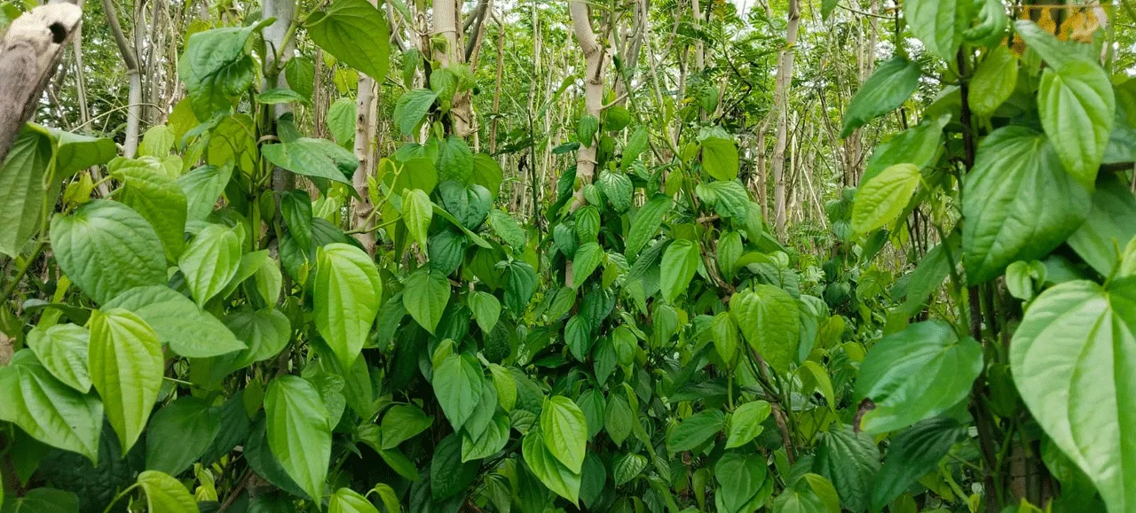 A betel nut farmer : తమలపాకు రైతు విల విల