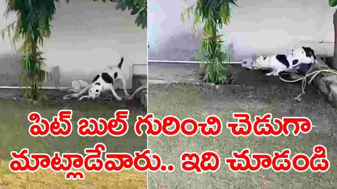 Pit Bull: హీరో మాదిరిగా వచ్చి పాముతో పోరాడి చిన్నారి ప్రాణాలను కాపాడిన పిట్ బుల్