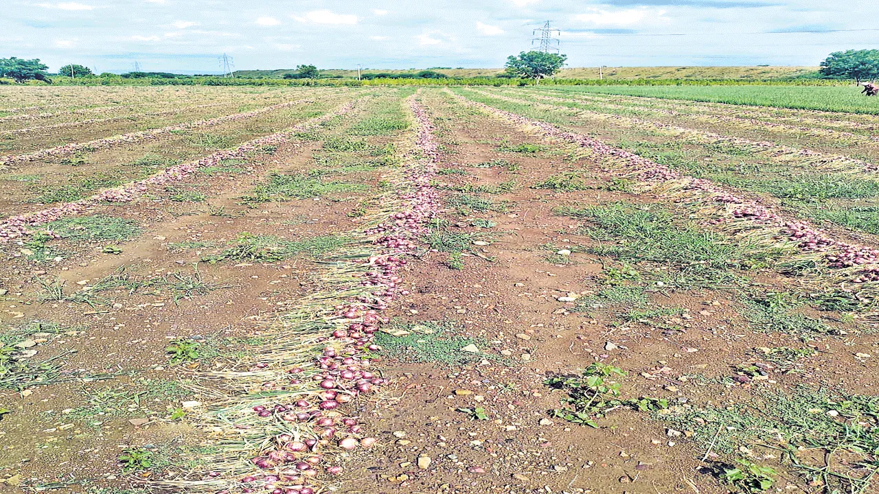 cotton crops were damaged 200ఎకరాలకు పైబడి దెబ్బతిన్న ఉల్లి, పత్తిపంటలు