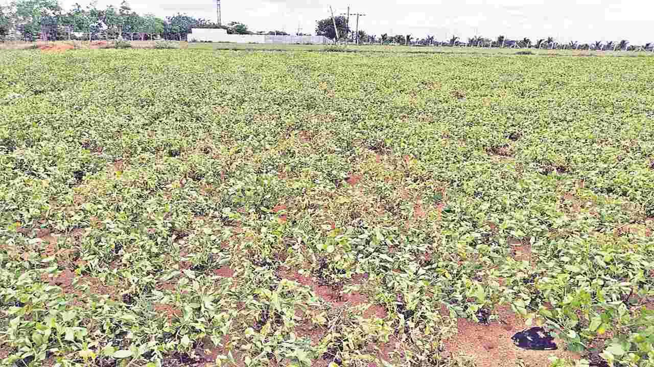  Peanut : ఎండిన ఆశలు