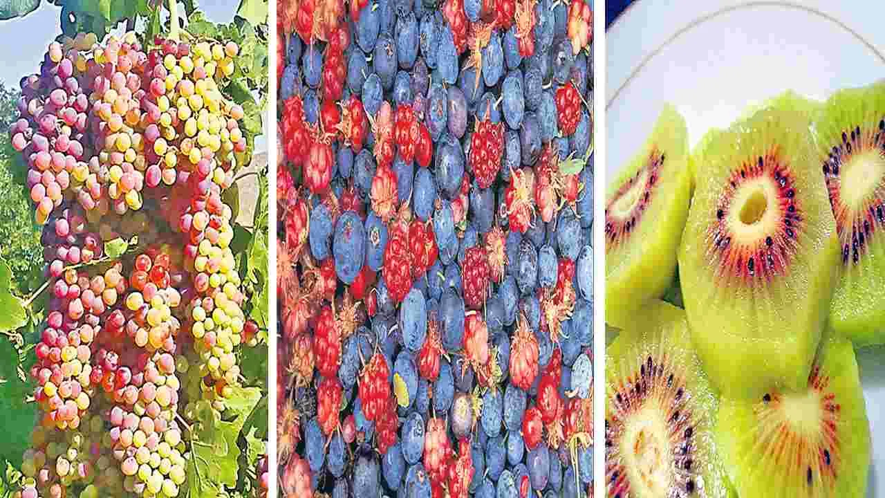 Nutritionists : వీటిలో యాంటీ ఆక్సిడెంట్లు ఫుల్‌ 