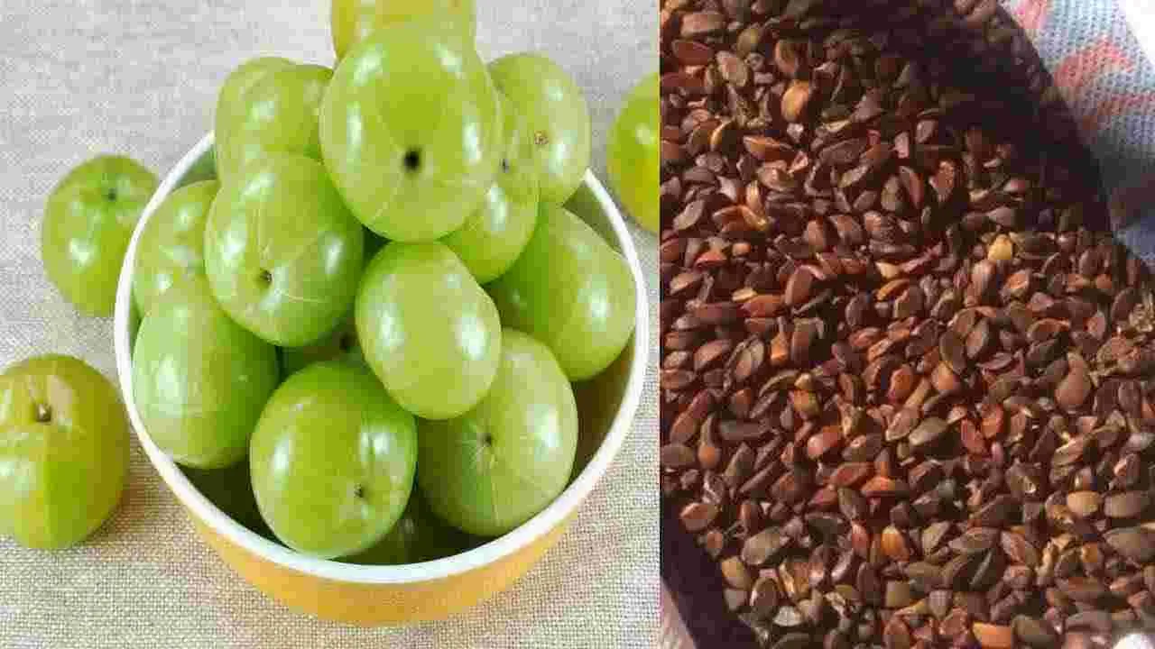 Gooseberry Seeds: ఉసిరికాయలు తిని విత్తనాలు పడేస్తుంటారా? ఈ నిజాలు తెలిస్తే..!