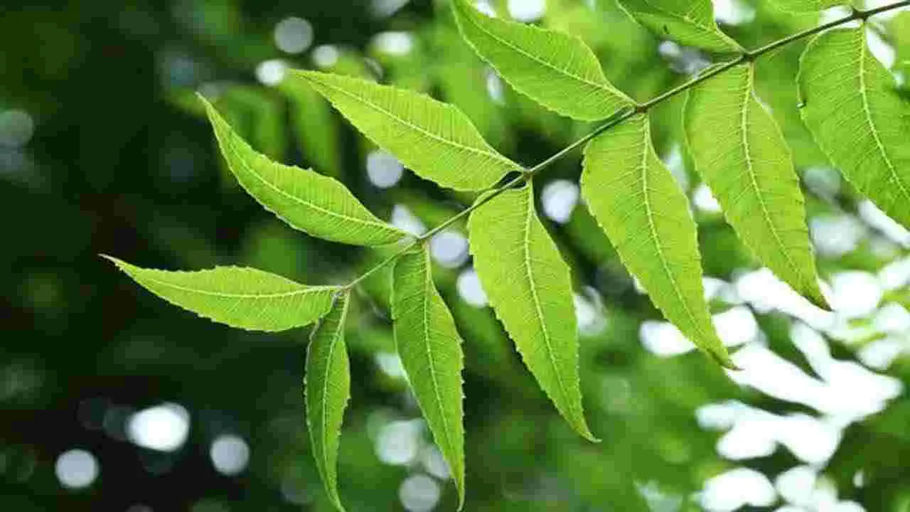 Neem Leaves: చేదుగా ఉంటాయని ఇష్టపడరు కానీ.. ఉదయాన్నే ఖాళీ కడుపుతో వేపాకులు తింటే జరిగేదిదే..!