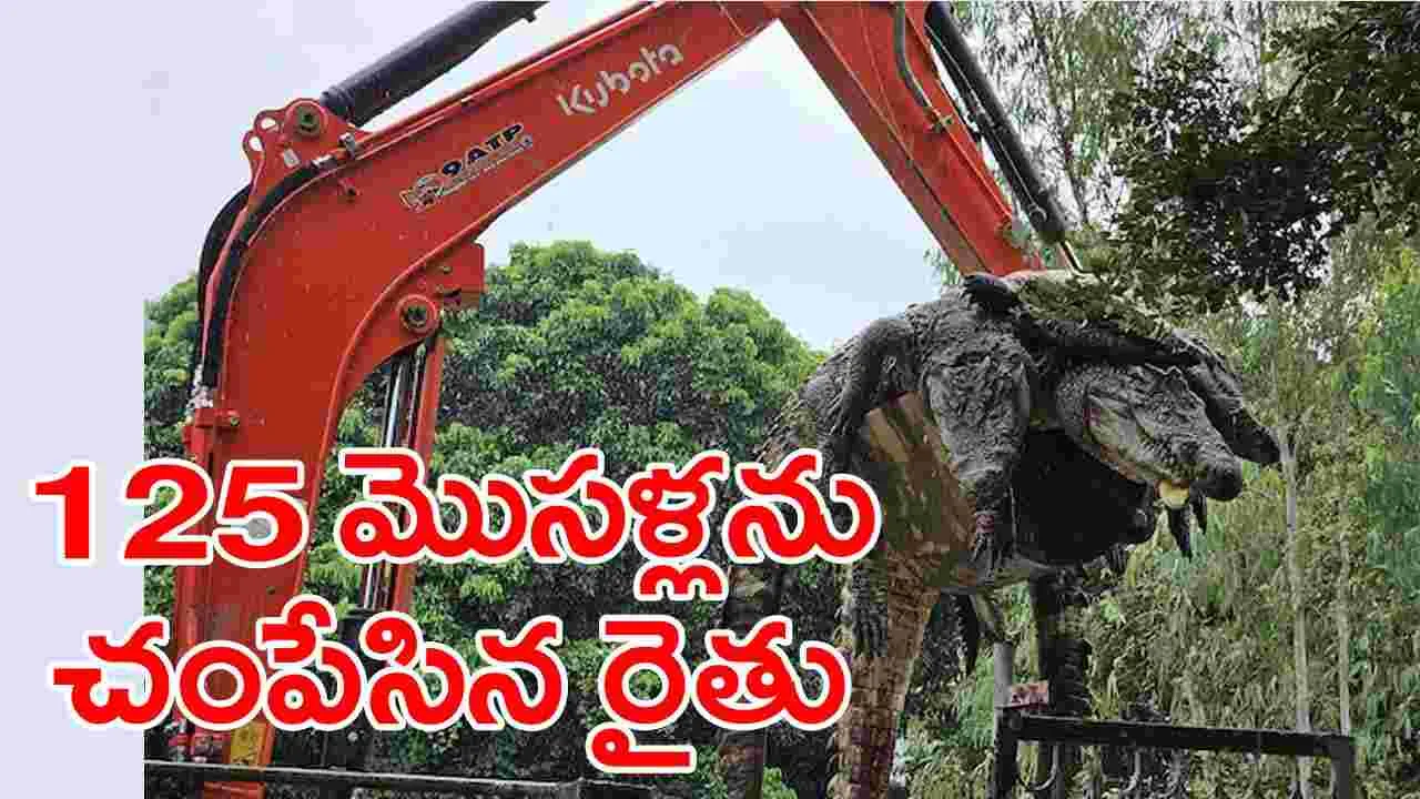 Viral News: బాబోయ్.. 100కిపై మొసళ్లను చంపేసిన రైతు.. ఎందుకంటే..