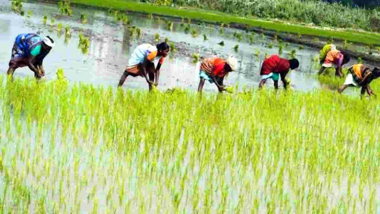 Kharif Cultivation : అతివృష్టి.. అనావృష్టి