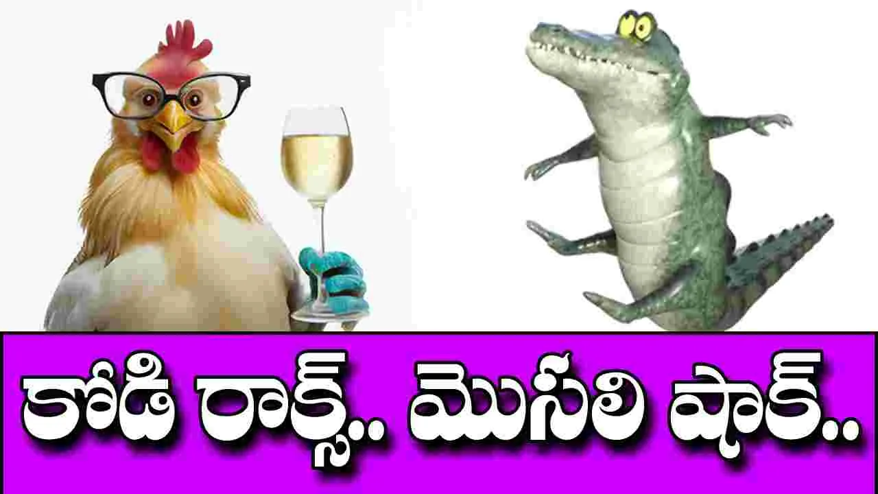 Viral Video: కోడిపెట్టా మజాకా.. మొసళ్లకే చుక్కలు చూపించిందిగా..!