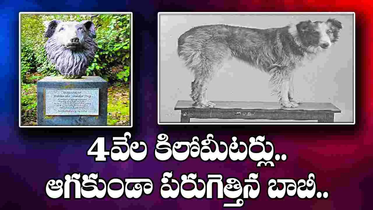 Dog: బాబీ సాహసం..