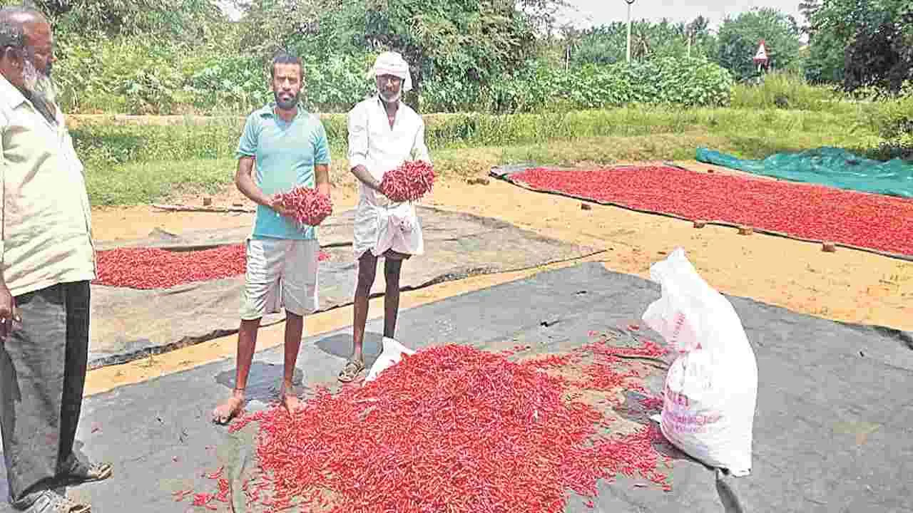 Chilli crop : నష్టాల ఘాటు..!