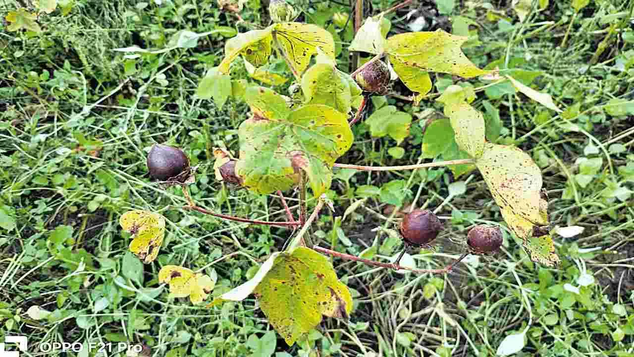 Cotton Farmers: పత్తి మీద సాము