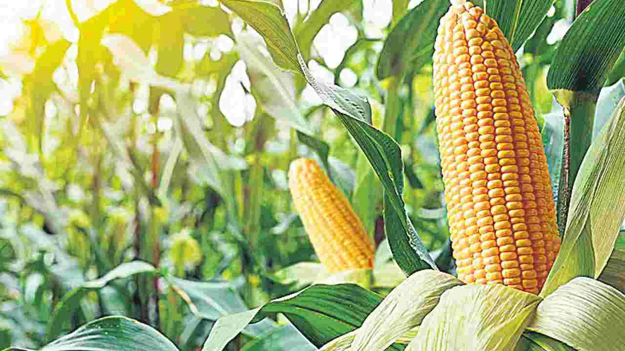 Corn Farmers: మొక్కజొన్నకు దిక్కేది..?