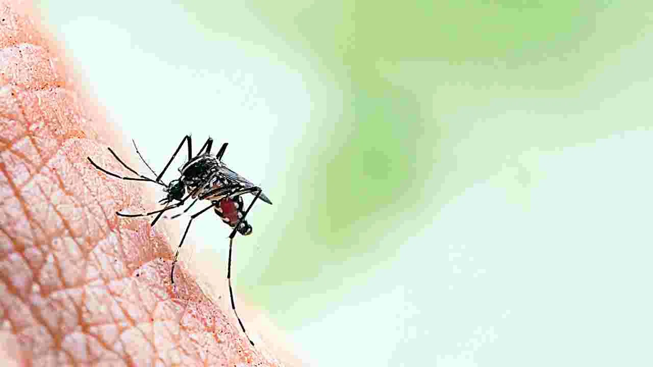 Dengue: బెంబేలెత్తిస్తున్న డెంగీ 