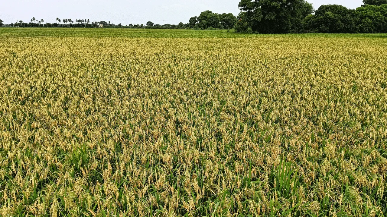 Like the paddy field...: చినుకు రాలె.. వరి నేలవాలె...