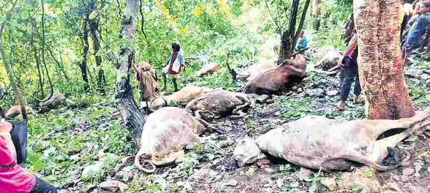 పిడుగుపాటుకు పశువులు మృతి