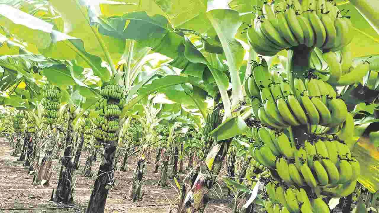 Banana : అరటి అదుర్స్‌..!