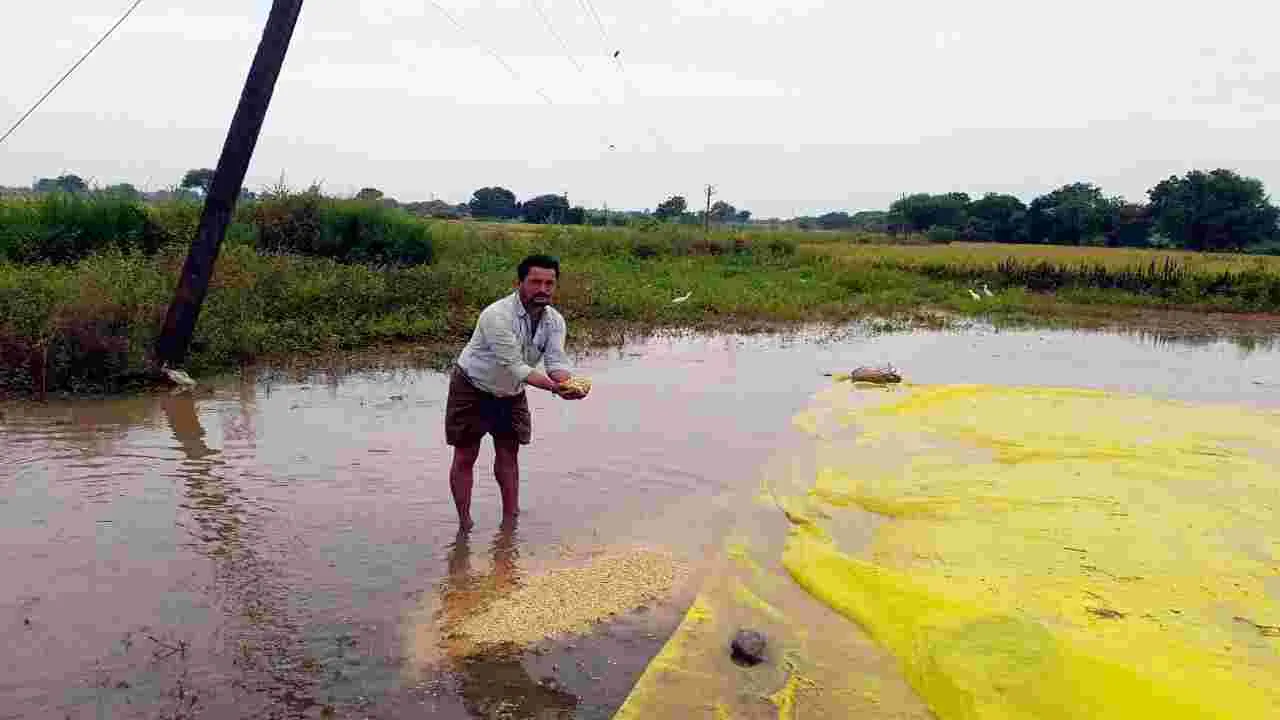 Crop Damage: ఆరబెట్టిన ధాన్యంపై అకాల వర్షం