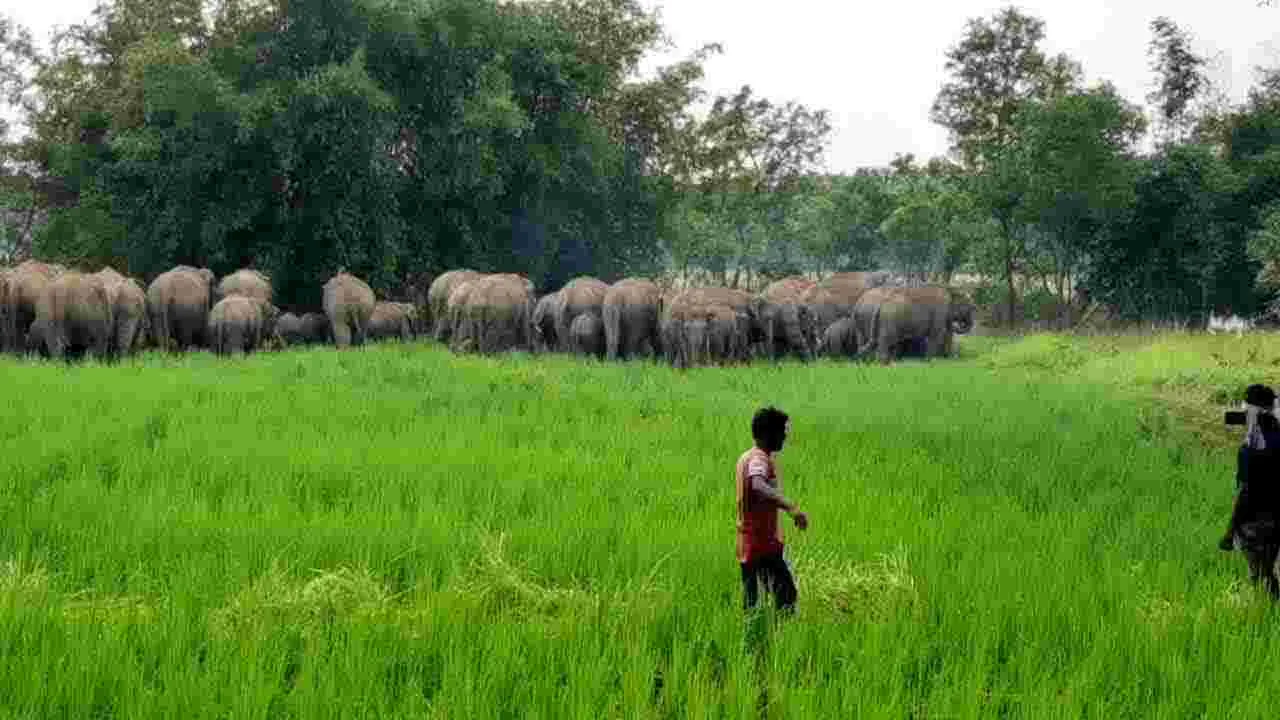 Elephants Attack: చిత్తూరు జిల్లాలో దారుణం.. రైతును తొక్కి చంపిన ఏనుగులు..