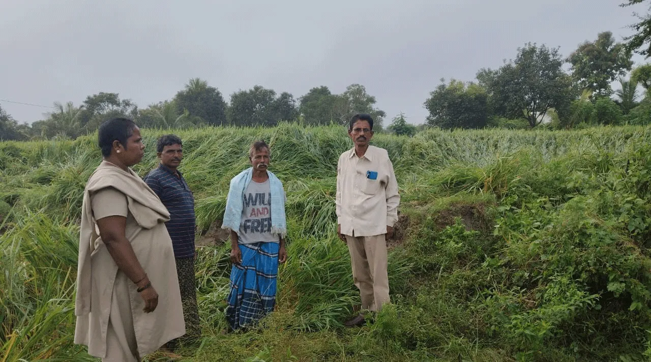 Elephant: పంటలపై కొనసాగుతున్న గజదాడులు