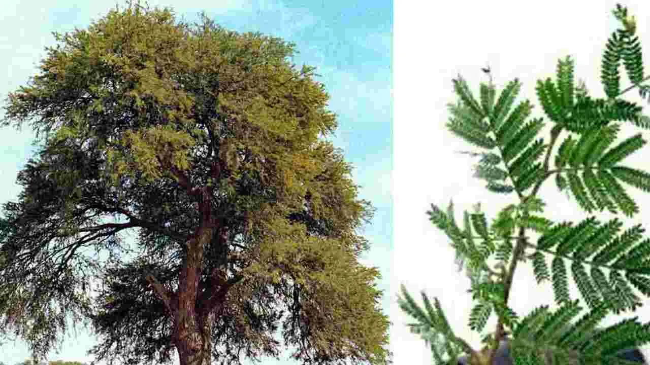 Jammi Tree: జమ్మి చెట్టుతో ఇన్ని లాభాలా.. తెలిస్తే అస్సలూ వదలరు