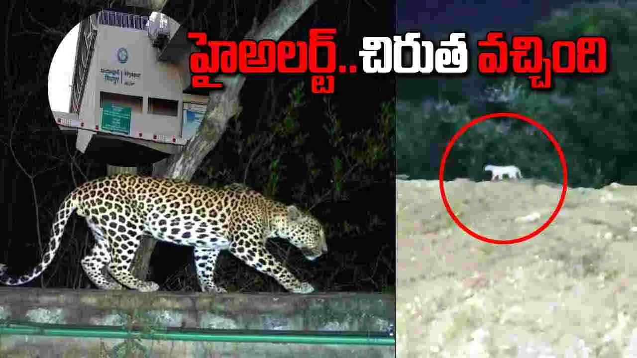 Leopard: భాగ్యనగరంలో చిరుత పులి కలకలం.. భయం గుప్పిట్లో స్థానికులు