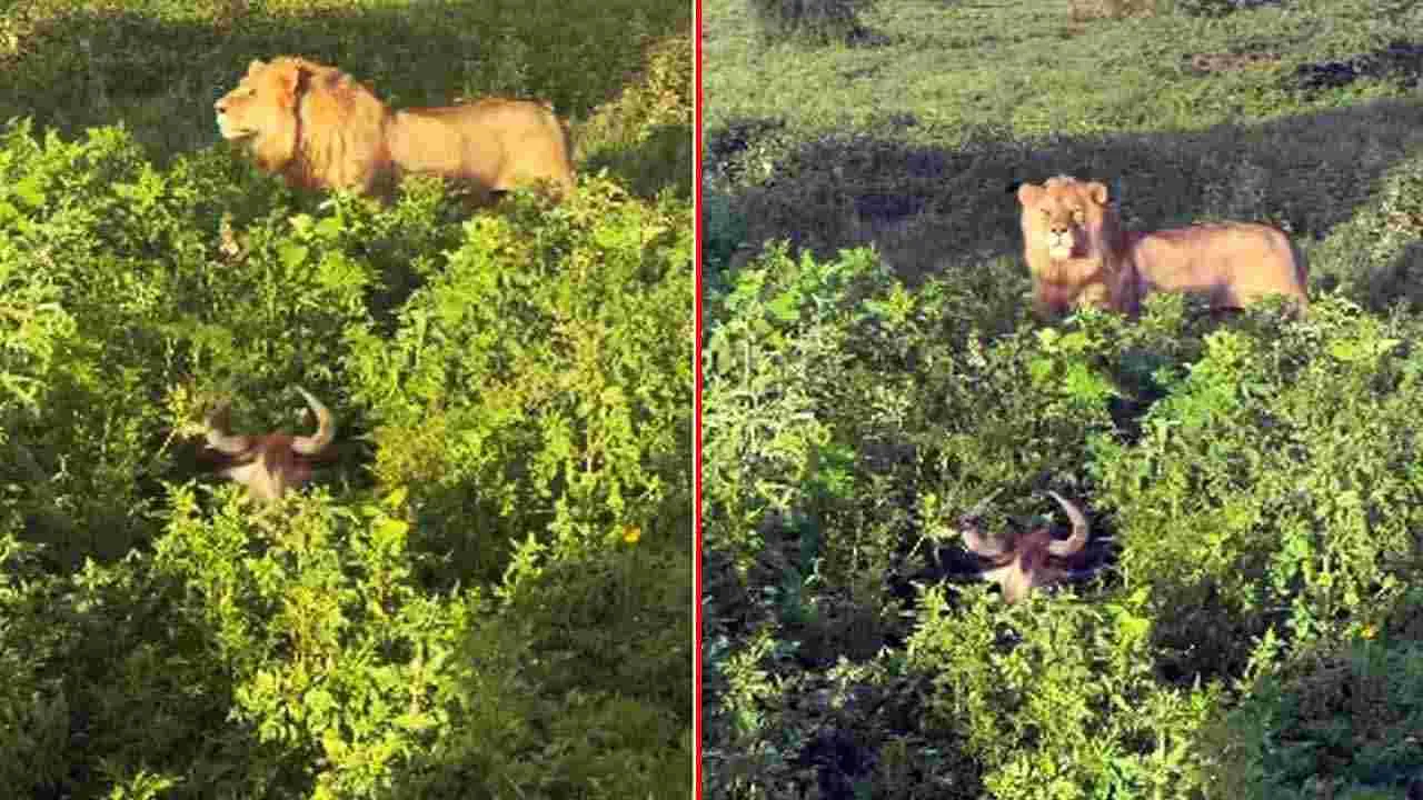 Viral Video: సింహాన్ని చూసి పొదల్లో దాక్కున్న గేదె.. మధ్యలో దోమలు చేసిన నిర్వాకంతో.. చివరకు.. 