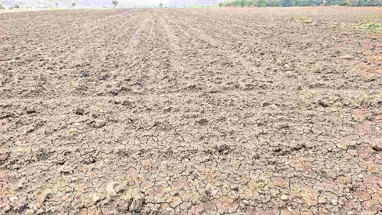 Cultivation pulses : నల్లరేగడి సిద్ధం