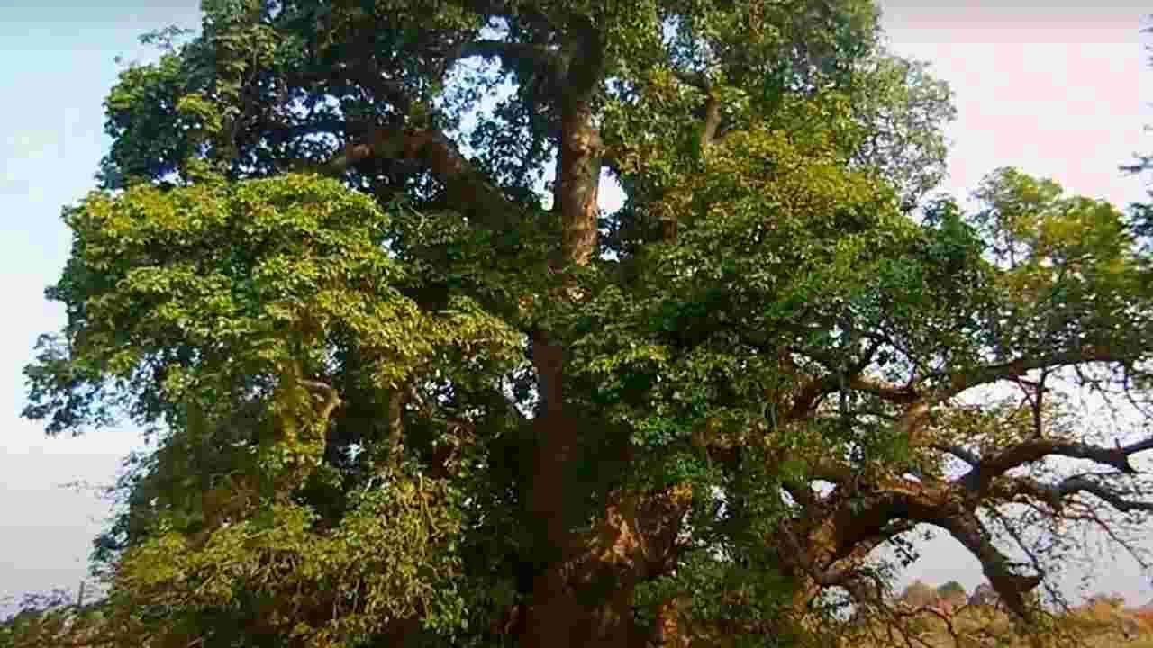 Big Tree: ఎంతటి దుర్మార్గం.. హెచ్చరించినా లెక్క చేయక.. 50 ఏళ్ల చెట్టును