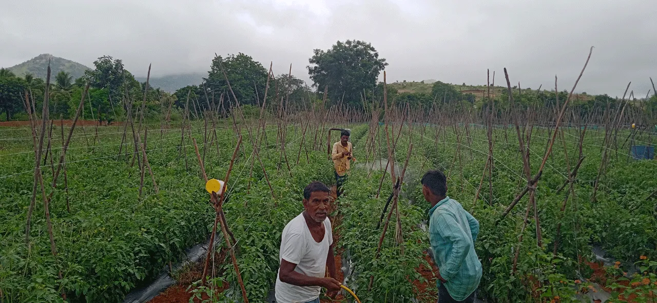 టమోటా వైపు.. రైతన్న చూపు