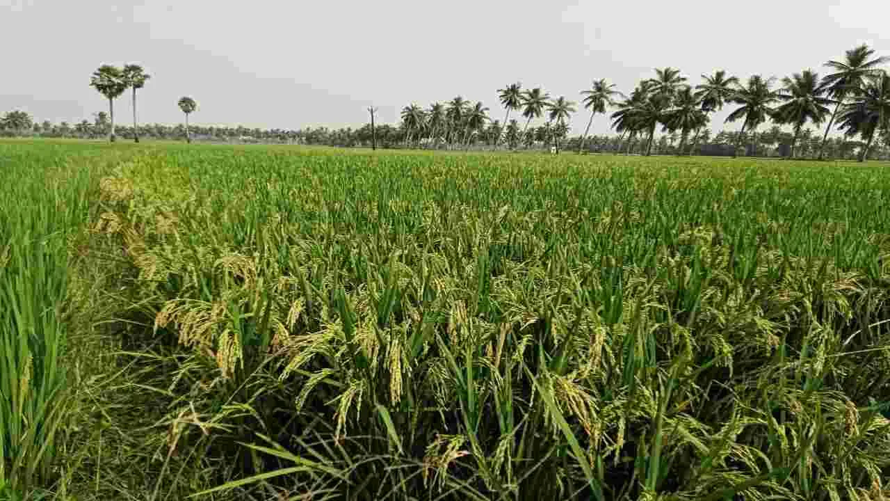  బీమాతో ధీమా