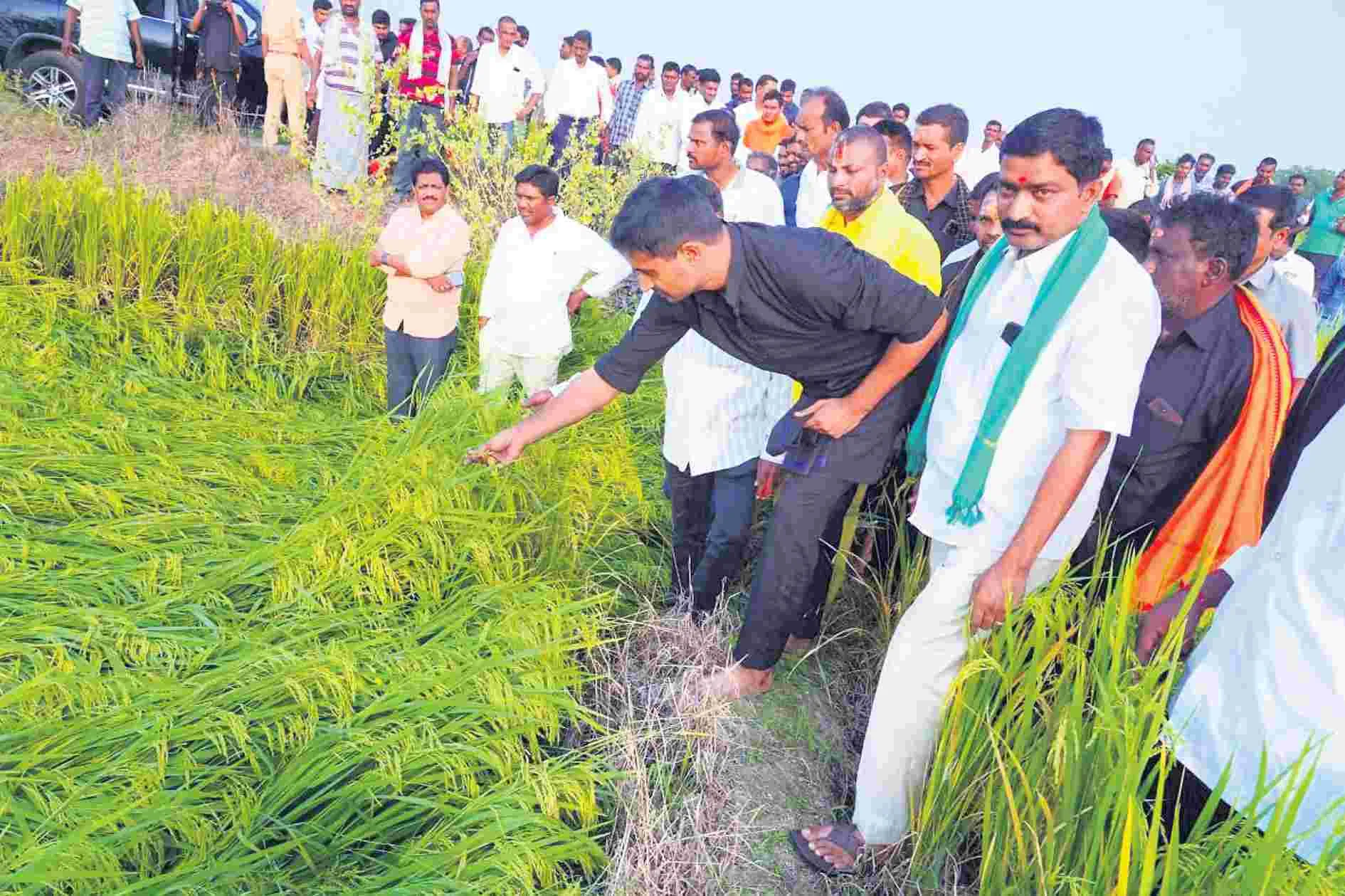 పంట నష్టపరిహారం అందించేందుకు కృషి