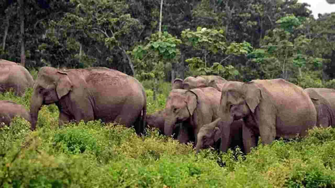 Elephants: ఓకేసారి 16 ఏనుగుల గుంపు.. హడలెత్తిపోయిన ప్రజలు