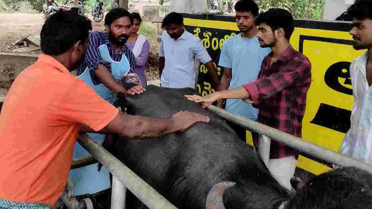 పాడి పశువులకు కృత్రిమ గర్భధారణ