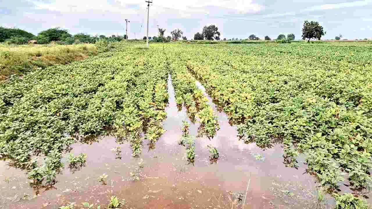    పంటలను ముంచెత్తిన కేసీ నీరు   