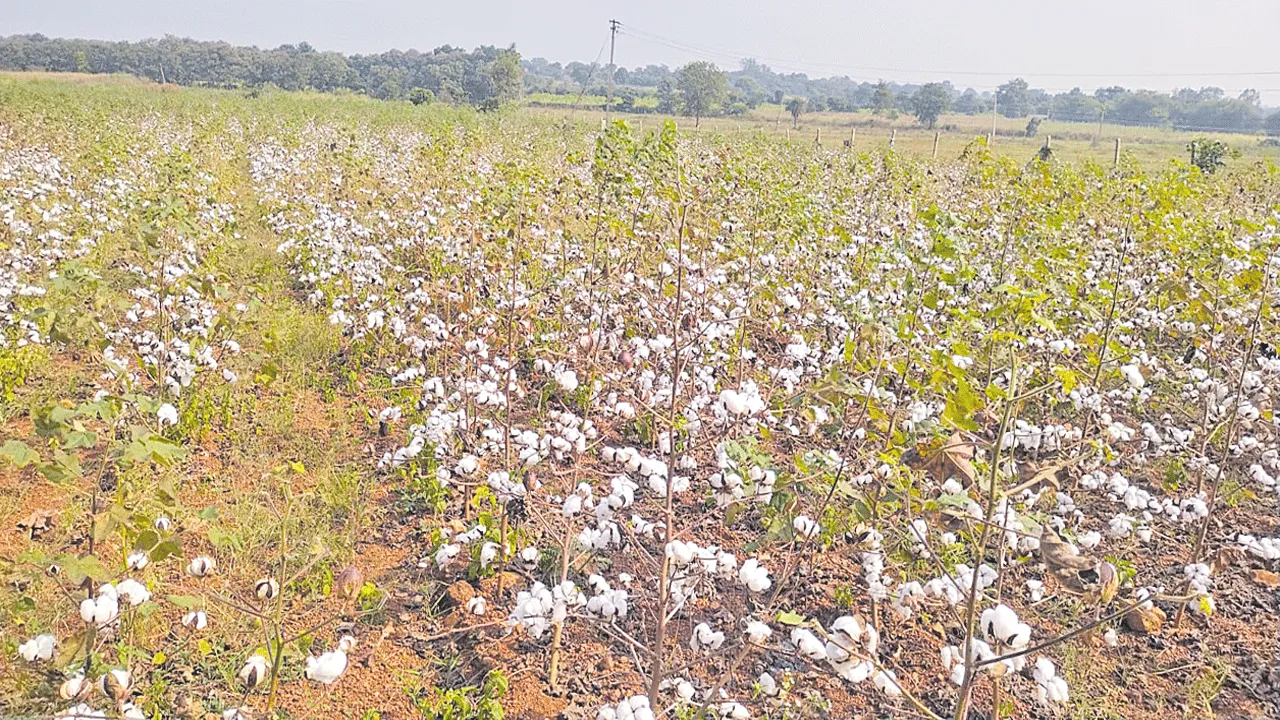 కూలీల కొరత.. పొలంలోనే పత్తి