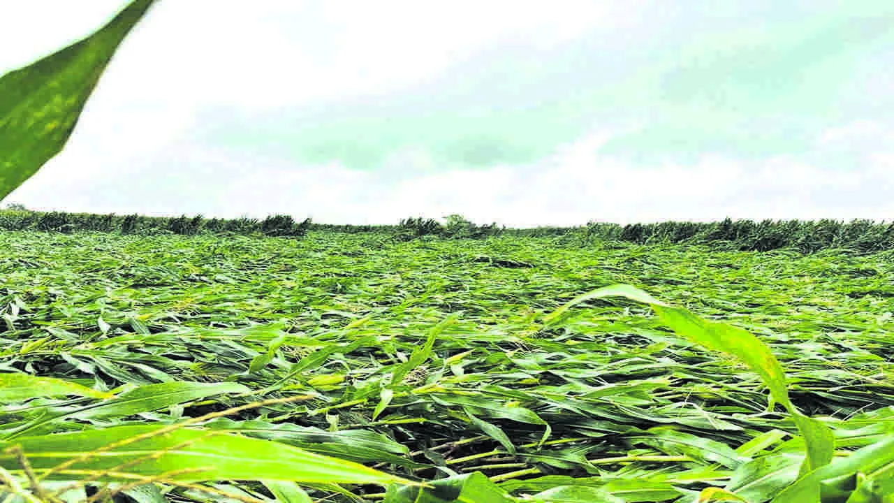 RAIN DAMAGE CROPS: పంట వర్షార్పణం