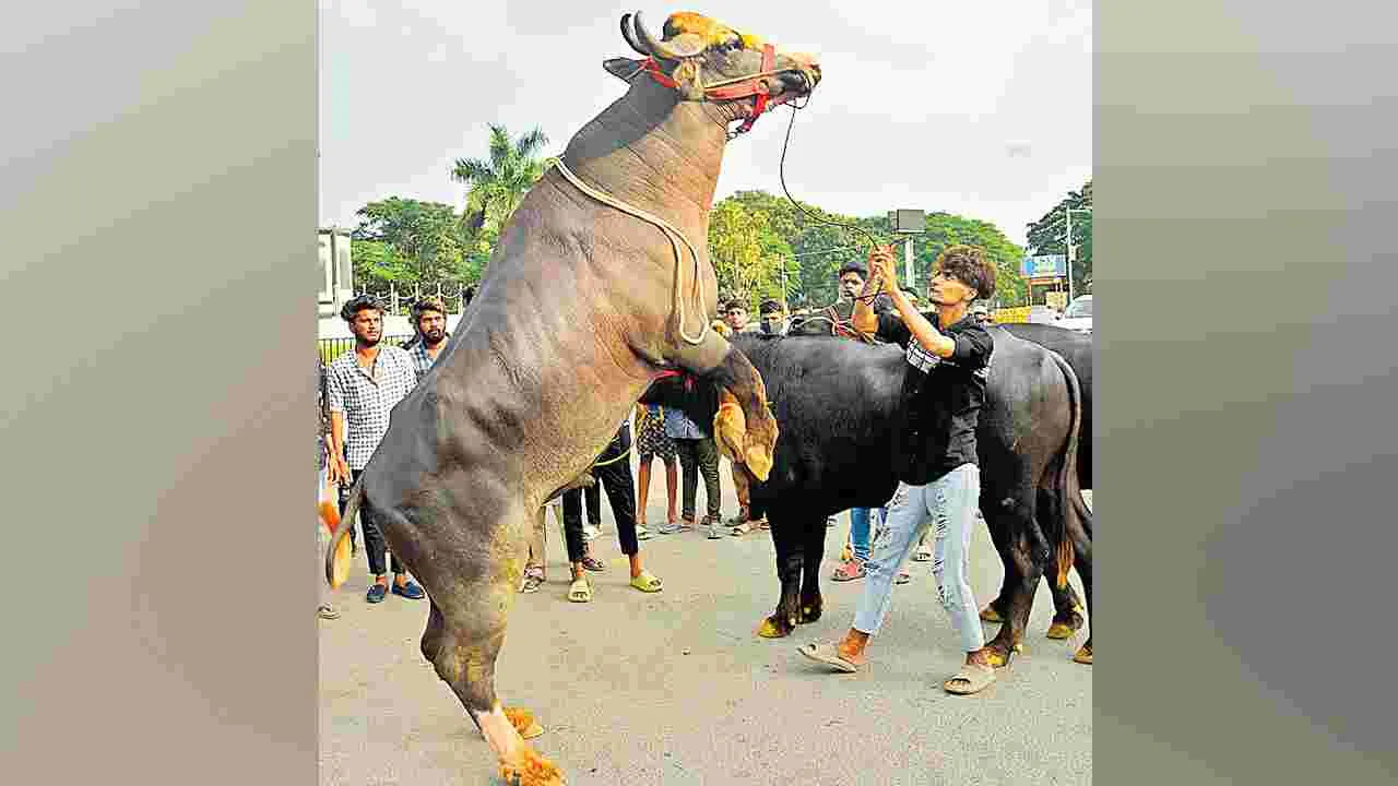 State Festival: సదర్‌ ఉత్సవం..అధికారికం