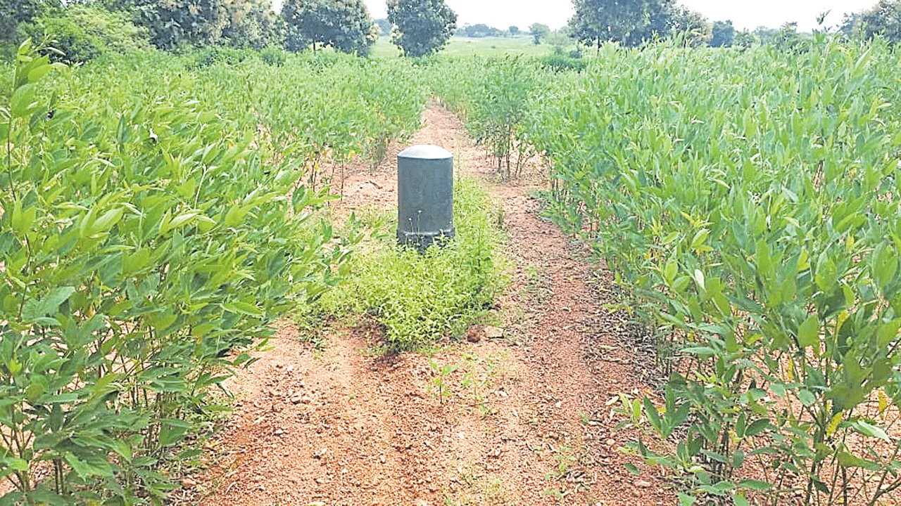 యాలాల లింగాలు.. కోవూరు జంగాలు