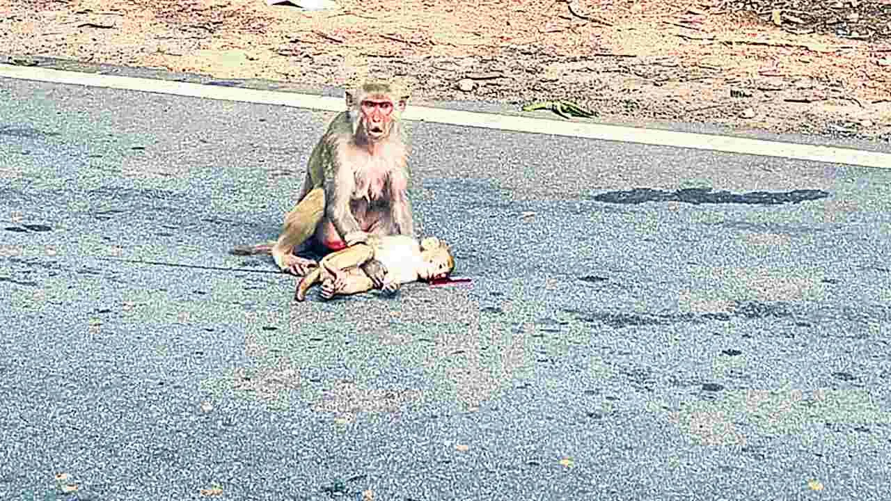 Monkey: కోతైనా.. అమ్మ కదా..!! 