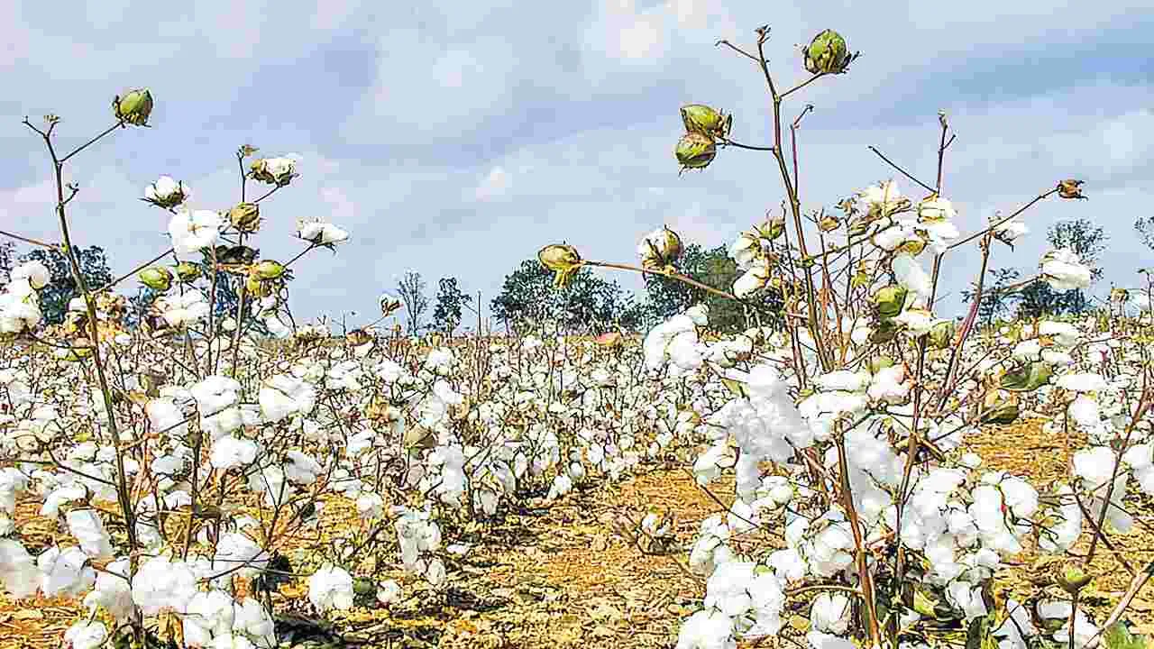 Cotton Farmers: పత్తి రైతుకు ఎంత కష్టం! 