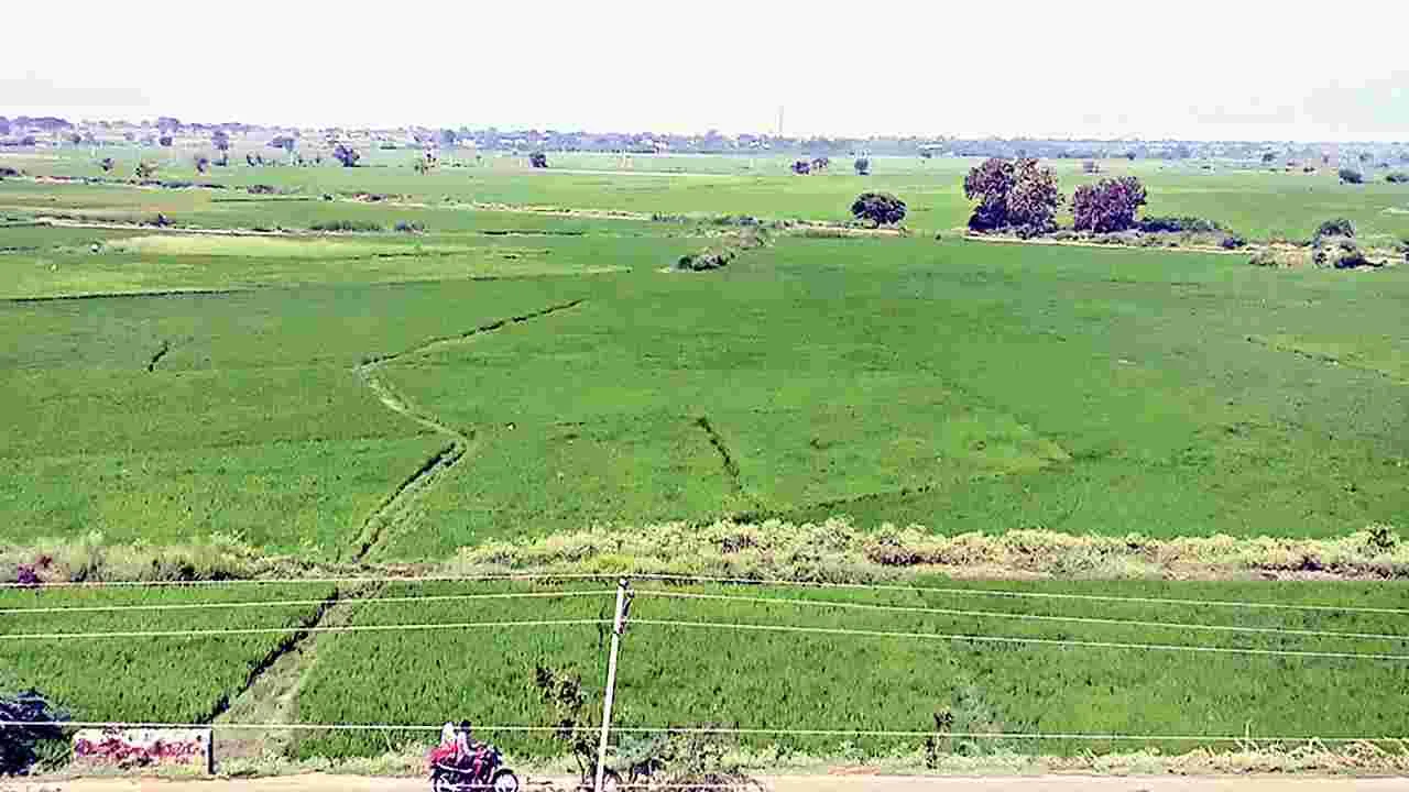 నేలకు పచ్చని అందాలు 