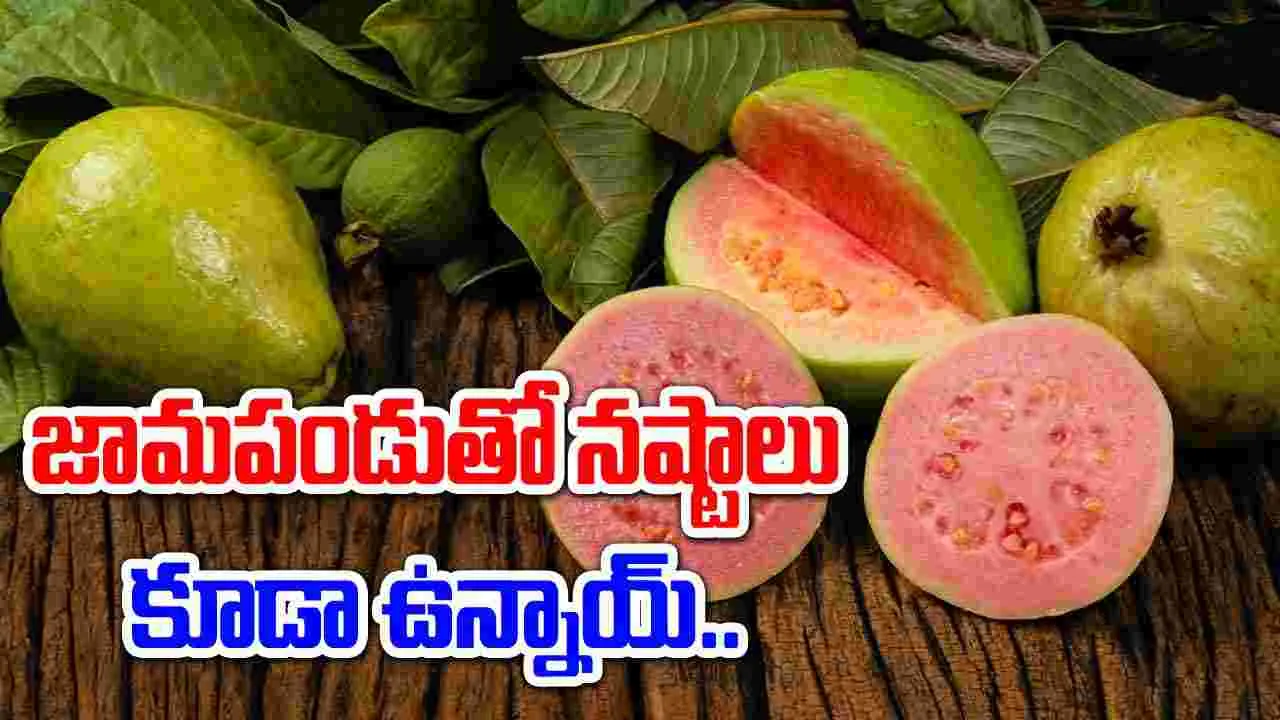 Guava: జామ పండుతో ఆరోగ్య ప్రయోజనాలే కాదు.. నష్టాలు ఉన్నాయ్.. ఈ సమస్యలున్న వారు తినకూడదు..