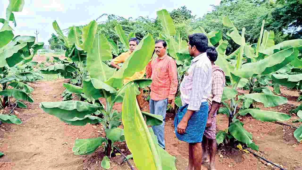 అరటితో అద్భుతాలు