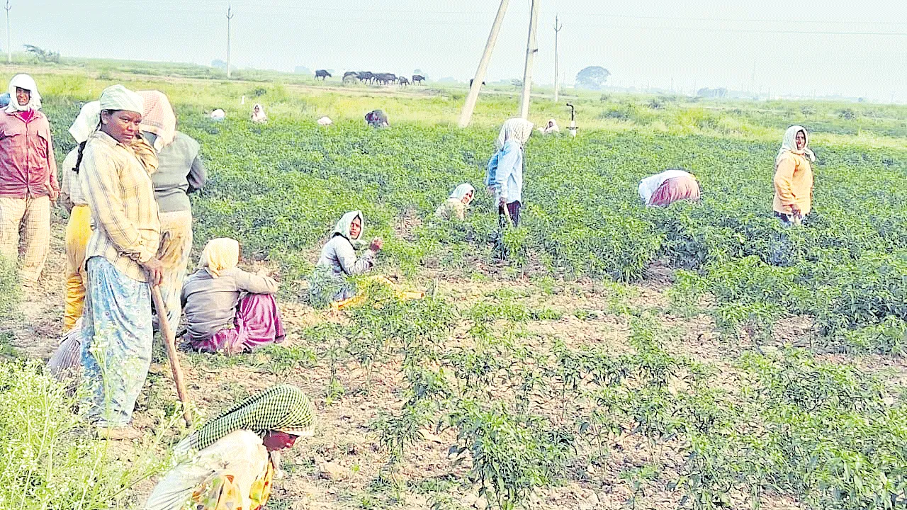 సాగు జోరు