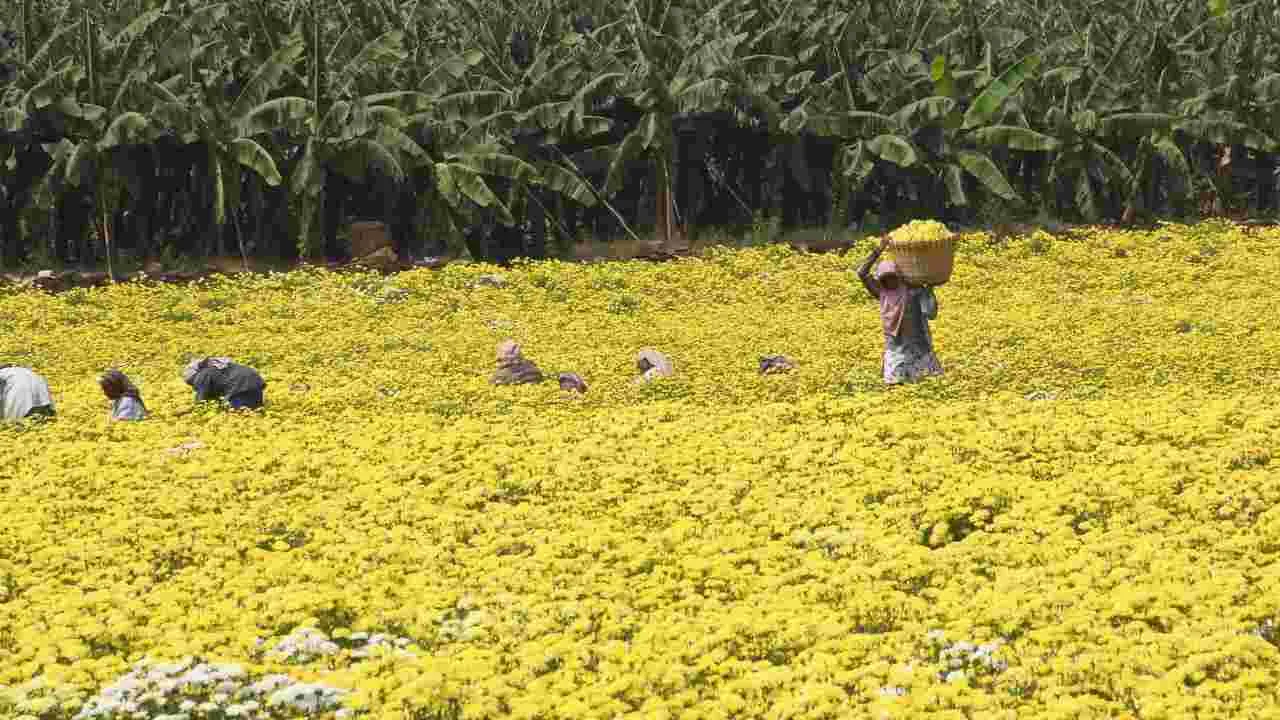 Flowers: కనువిందు చేస్తున్న రంగురంగుల పుష్పాలు 