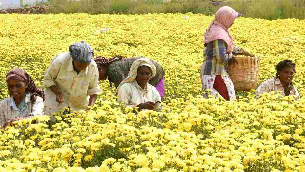 Flowers: కనువిందు చేస్తున్న రంగురంగుల పుష్పాలు 