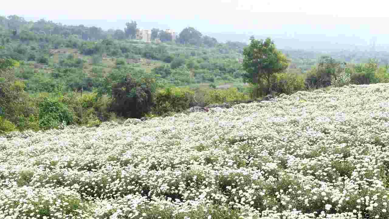 Flowers: కనువిందు చేస్తున్న రంగురంగుల పుష్పాలు 